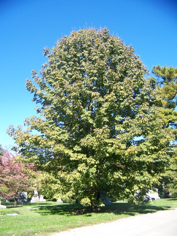 Picture of Aesculus flava  Yellow Buckeye