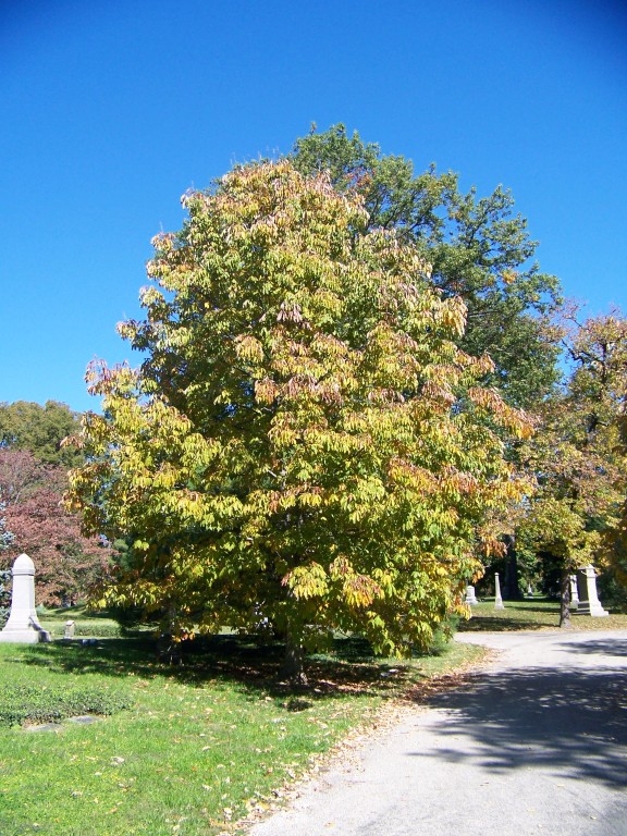 Picture of Aesculus flava  Yellow Buckeye