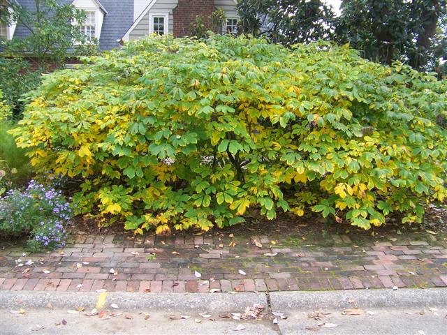 Picture of Aesculus parviflora  Bottlebrush Buckeye