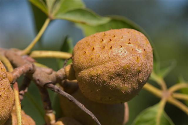 Picture of Aesculus glabra  Ohio Buckeye