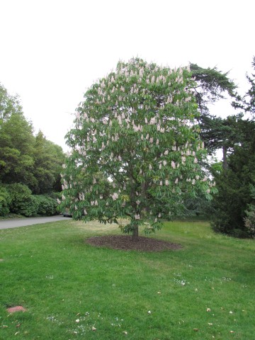 Aesculus indica AesculusIndicaKewFull2.JPG