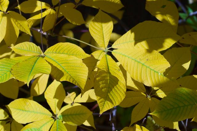 Picture of Aesculus parviflora  Bottlebrush Buckeye