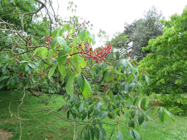 Aesculus pavia AesculusPaviaFlowersKew.JPG