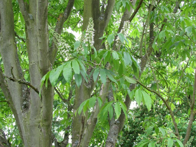 Aesculus pavia AesculusPaviaKewLeafDetail.JPG