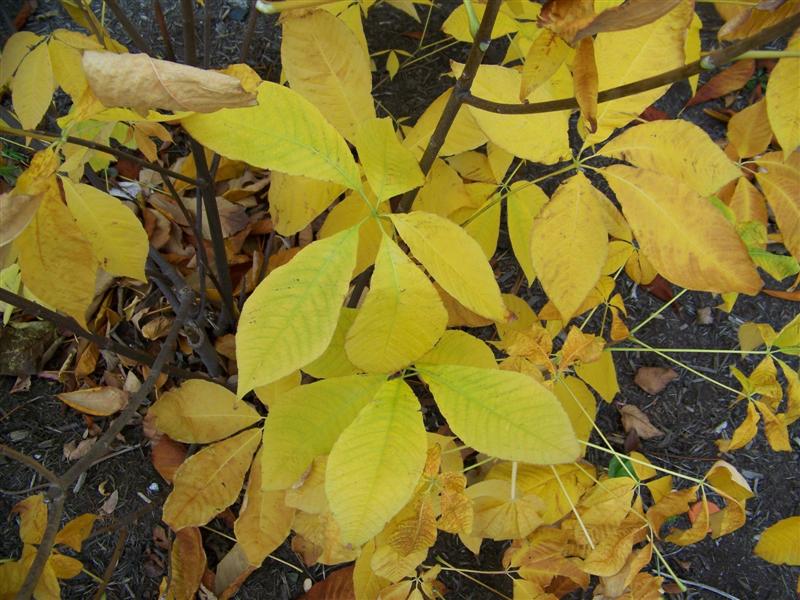 Picture of Aesculus parviflora  Bottlebrush Buckeye