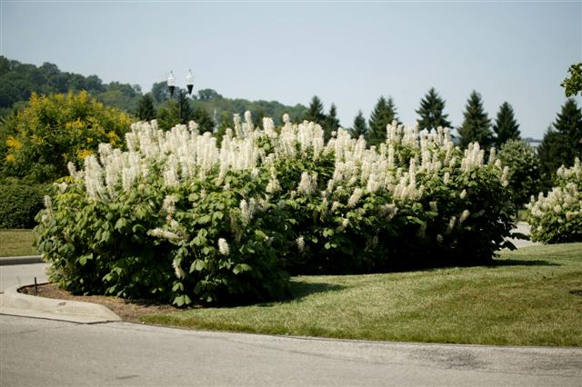 Aesculus parviflora Aesculusparviflora.jpg