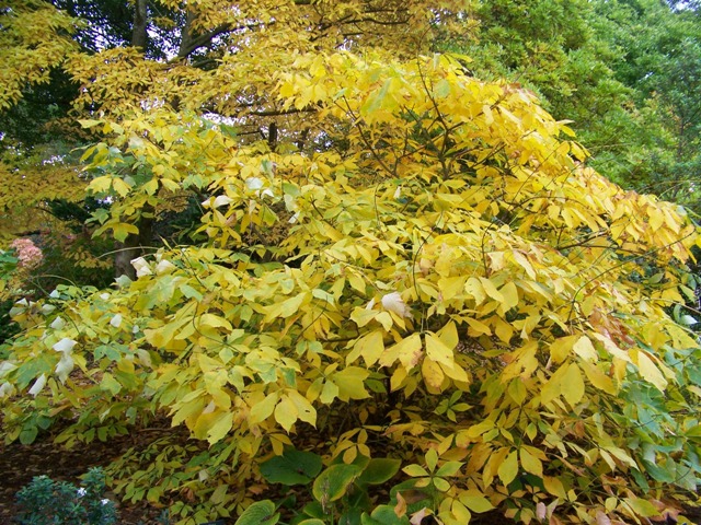 Picture of Aesculus parviflora var. serotina 'Rogers' Rogers Bottlebrush Buckeye