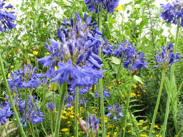 Agapanthus  AgapanthusBressinghamBlueFlowerCUBG.JPG