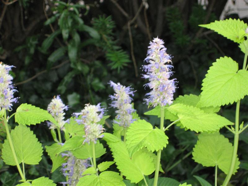 Agastache foeniculum Agastache_foeniculum_flower_close.JPG