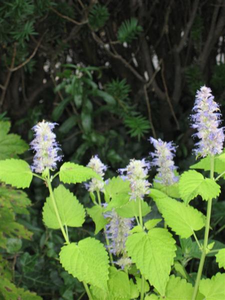 Agastache foeniculum Agastache_foeniculum_flower_close_2.JPG