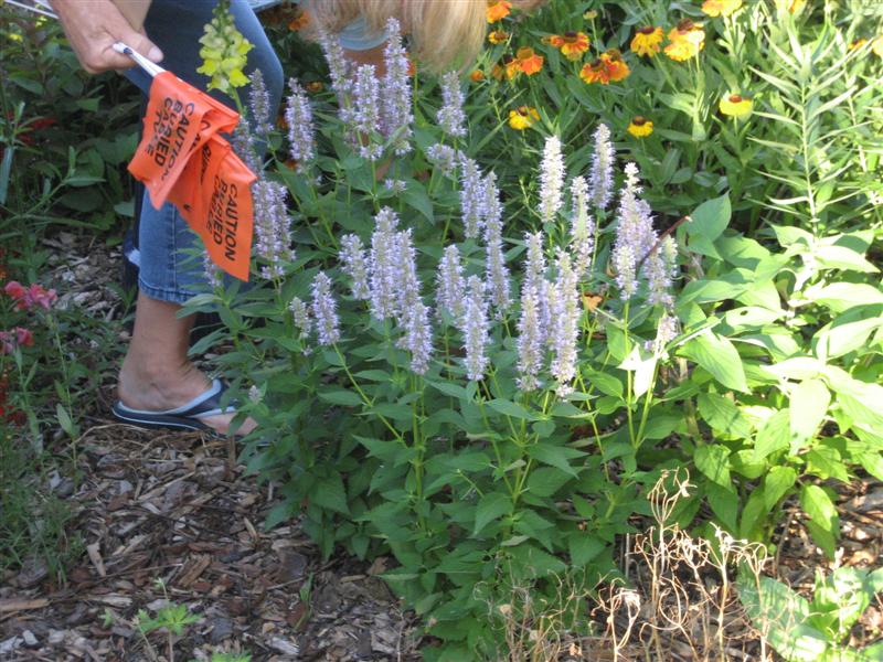 Agastache foeniculum Agastache_foeniculum_plant.JPG