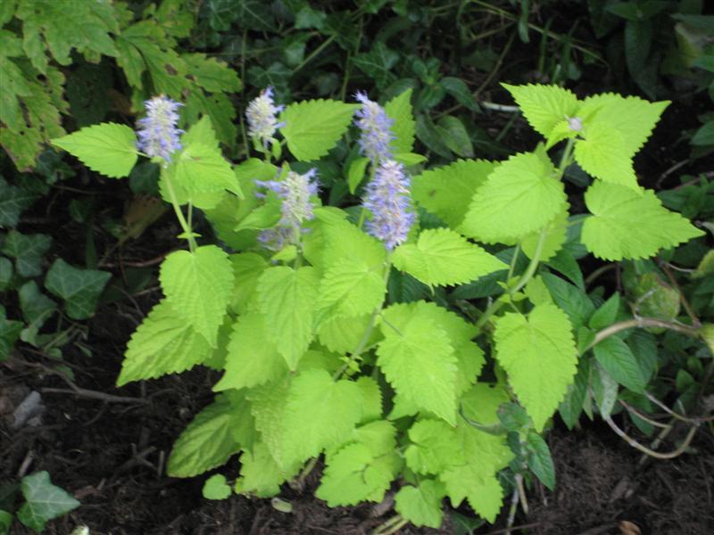 Agastache foeniculum Agastache_foeniculum_plant_ap.JPG