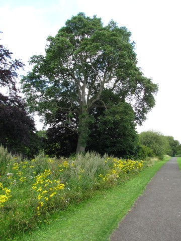 Ailanthus altissima AilanthusAltissimaTreeOfHeavenCUBG.JPG