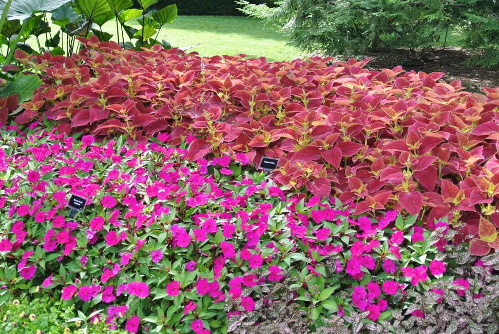 Picture of Solenostemon scutellarioides  'Alabama' Alabama Coleus