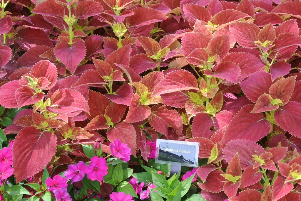 Picture of Solenostemon scutellarioides  'Alabama' Alabama Coleus