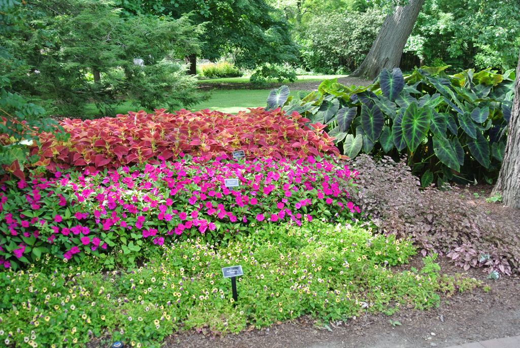 Picture of Solenostemon scutellarioides  'Alabama' Alabama Coleus