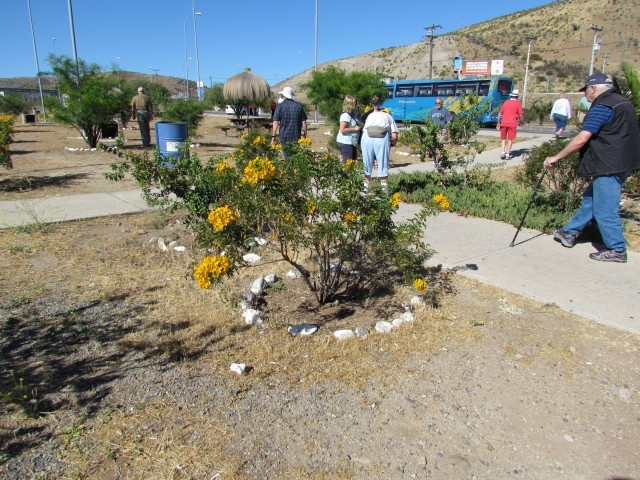 Senna  cumingii Alcaparra1CoquimboChile2.JPG