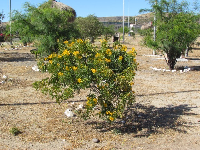 Senna  cumingii Alcaparra1CoquimboChile3.JPG