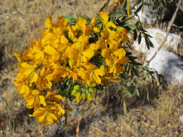 Senna  cumingii Alcaparra1FlowerDetailCoquimboChile5.JPG