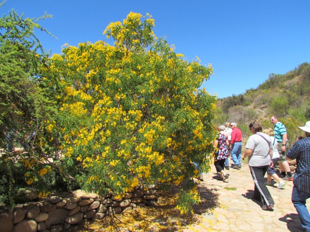 Senna  cumingii Alcaparra3CoquimboChile1.JPG