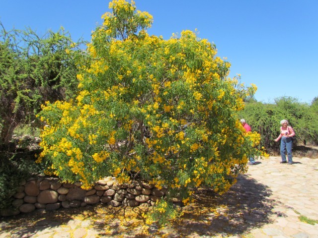 Senna  cumingii Alcaparra3CoquimboChile2.JPG