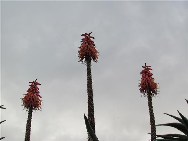 Aloe ferox AloeFeroxFlower.JPG