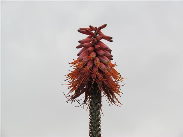 Aloe ferox AloeFeroxFlower2.JPG