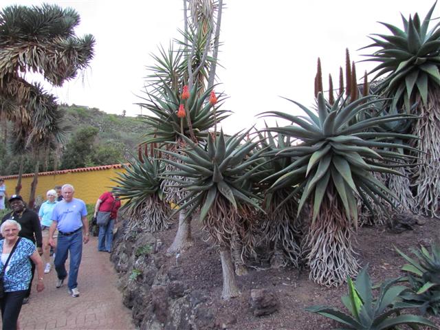 Aloe ferox AloeFeroxFull2.JPG