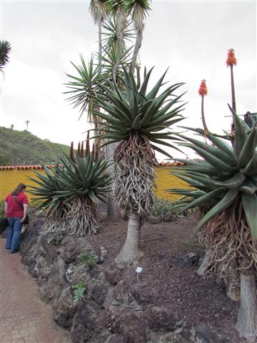 Aloe ferox AloeFeroxPlant.JPG