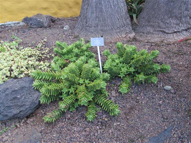 Aloe squarrosa AloeSquarrosaFull.JPG