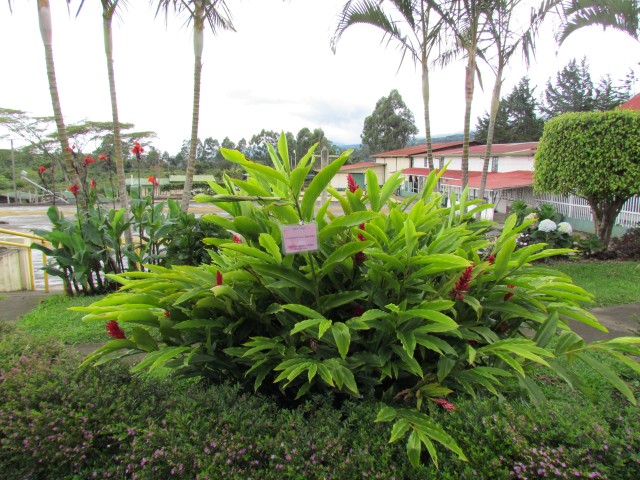 Alpinia purpurata AlpiniaPurpurataSide.JPG