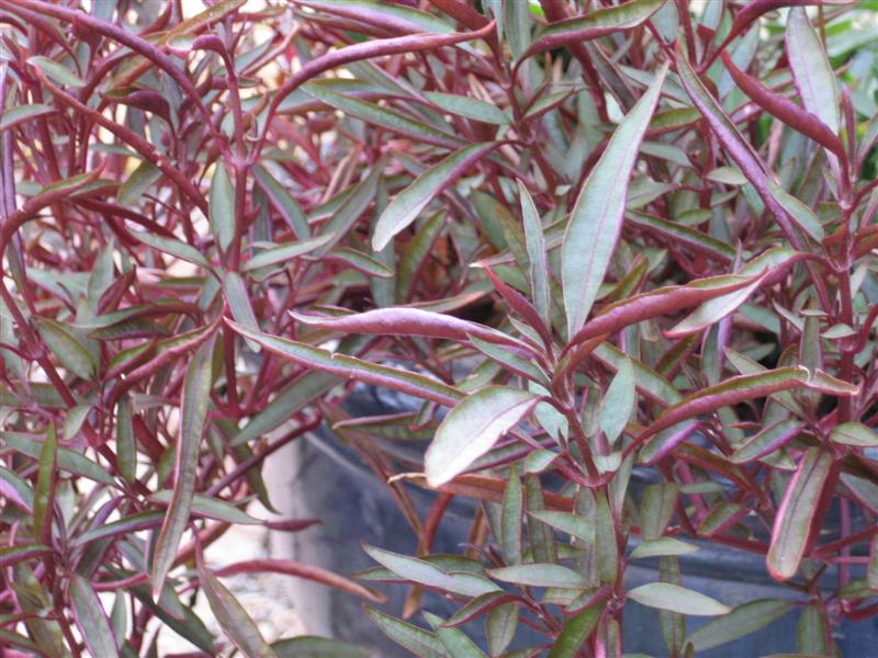 Alternanthera ficoidea Alternathera_ficoida_leaves.JPG