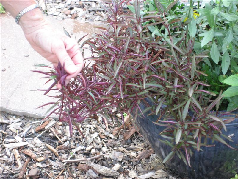 Alternanthera ficoidea Alternathera_ficoidea_plant.JPG