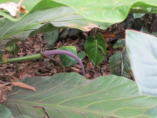 Anthurium salvinii AlthurniumSalviniiBud.JPG