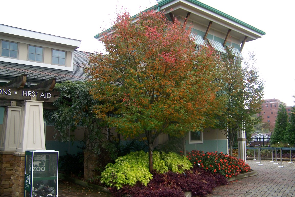 Picture of Amelanchier arborea 'Lustre' Lustre Serviceberry