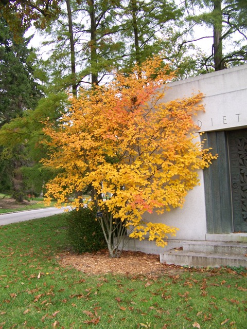 Amelanchier laevis Amelanchierlamarkii.jpg