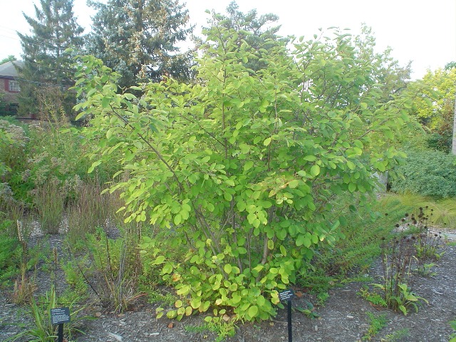 Picture of Amelanchier x grandiflora 'Autumn Brilliance' Autumn Brilliance Serviceberry