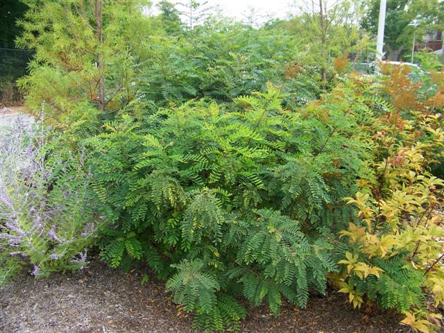 Amorpha fruticosa Amorpha.fruiticosa(Small).JPG