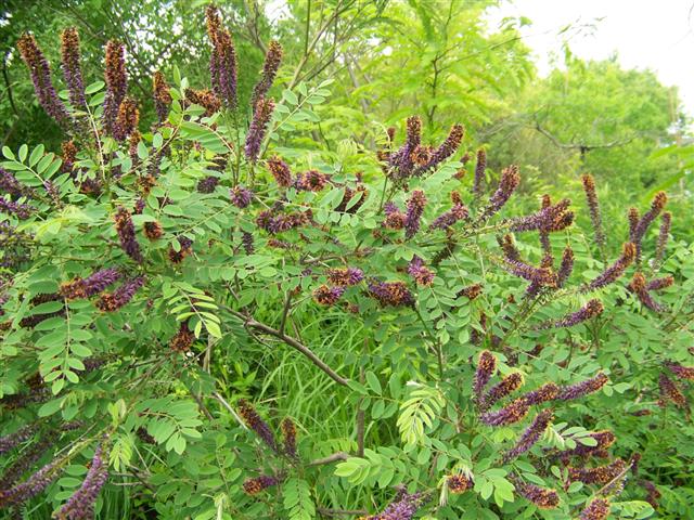 Picture of Amorpha fruticosa  Indigobush Amorpha