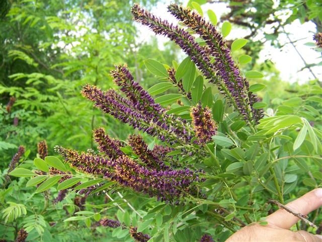 Picture of Amorpha fruticosa  Indigobush Amorpha