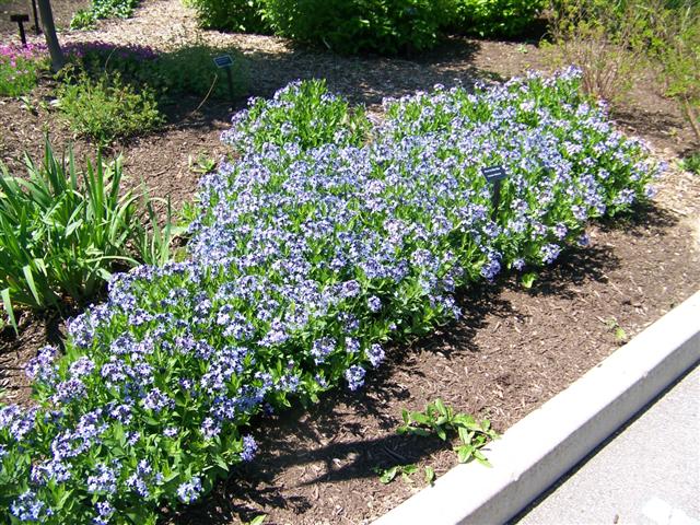 Picture of Amsonia x 'Blue Ice' Blue Ice Amsonia