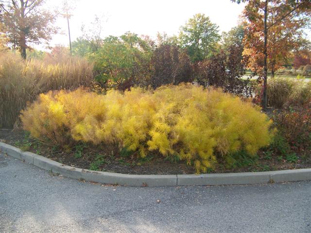 Picture of Amsonia hubrichtii  Arkansas Amsonia