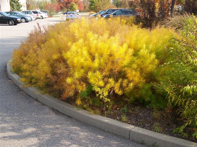 Picture of Amsonia hubrichtii  Arkansas Amsonia