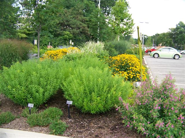 Picture of Amsonia tabernaemontana  Blue Star Amsonia