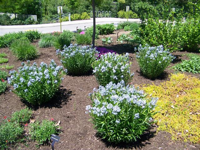 Picture of Amsonia tabernaemontana  Blue Star Amsonia