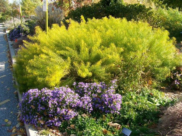 Picture of Amsonia hubrichtii  Arkansas Amsonia