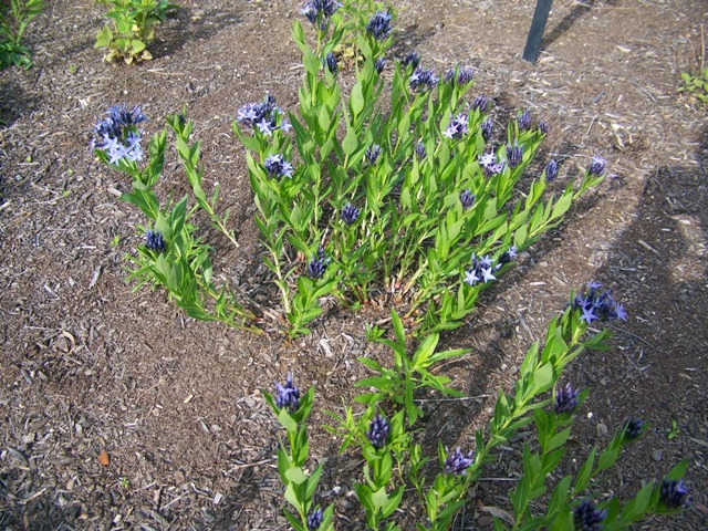 Picture of Amsonia x 'Blue Ice' Blue Ice Amsonia