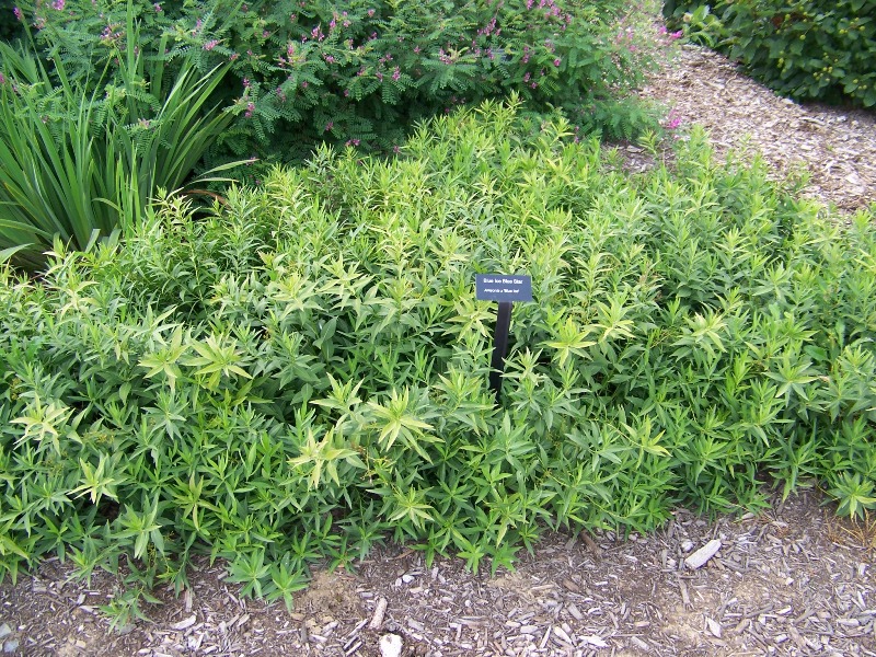 Picture of Amsonia x 'Blue Ice' Blue Ice Amsonia