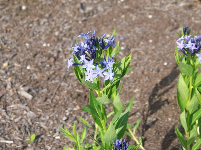 Picture of Amsonia x 'Blue Ice' Blue Ice Amsonia