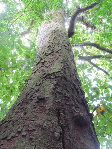 Anacardium excelsum AnarcadiumExcelsumWildCashewCostaRicaLookinUp.JPG